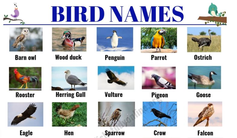 bird names